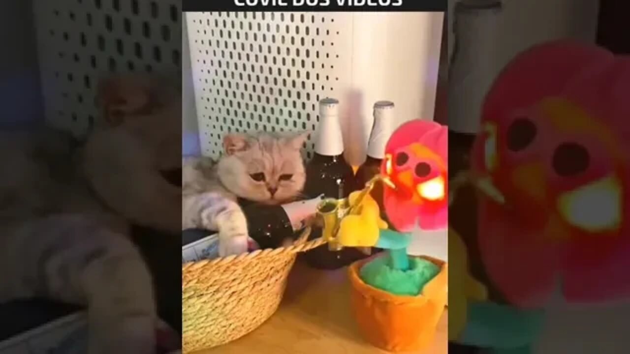 gato apaixonado