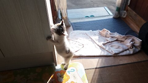 There is a ferocious beast outside the door(49day old cat - part4)