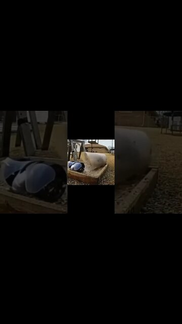 Squirrel vs RC #shorts