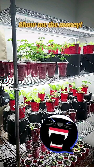 Real American Mammoth