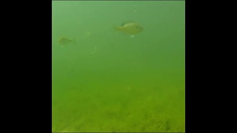 Pond footage