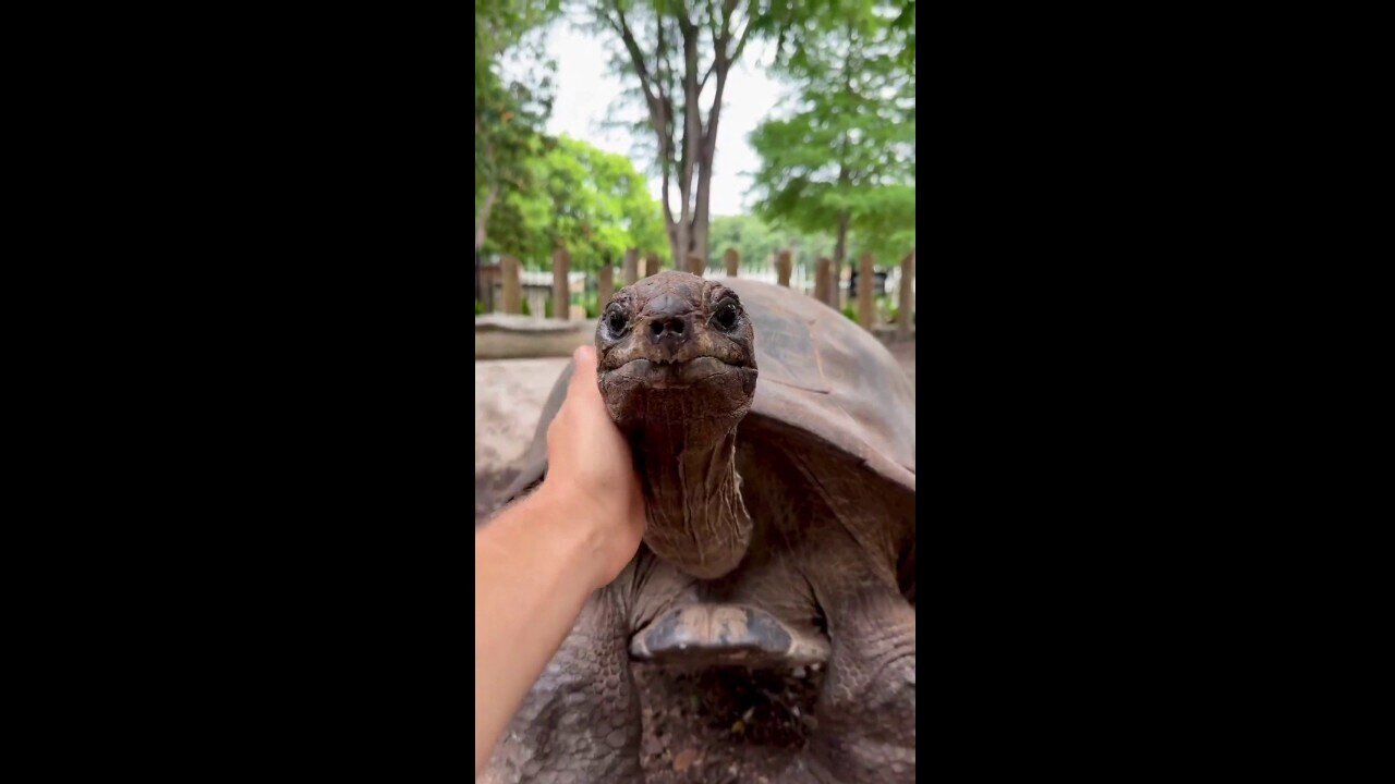 Tortoise 'Pushing 150-Years-Old' At San Antonio Zoo Celebrates Her Birthday