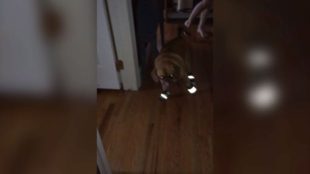 Dog Tries To Walk In Shoes