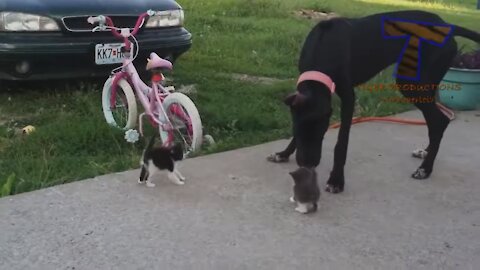 Baby Cat Play With Dog Funny Moment