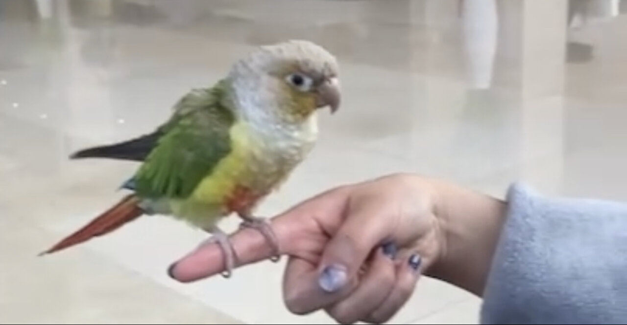 A Smart and kind bird