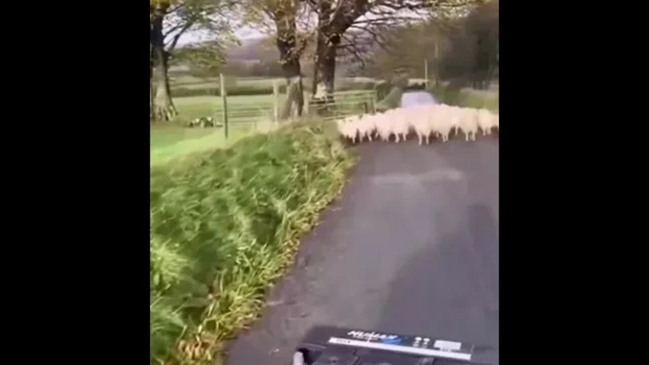 super doggo leaps over fence to head off escaping sheep down side road