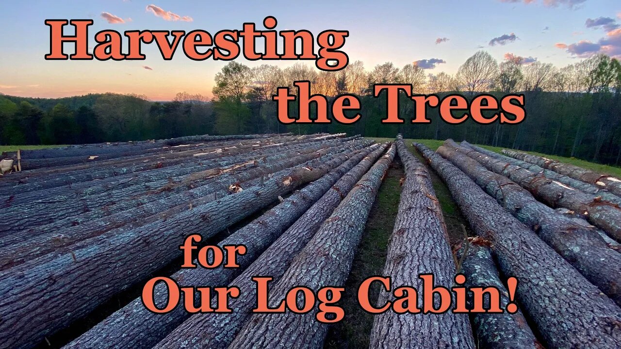 #9 Harvesting the TREES for our LOG CABIN & making room for the YURT!