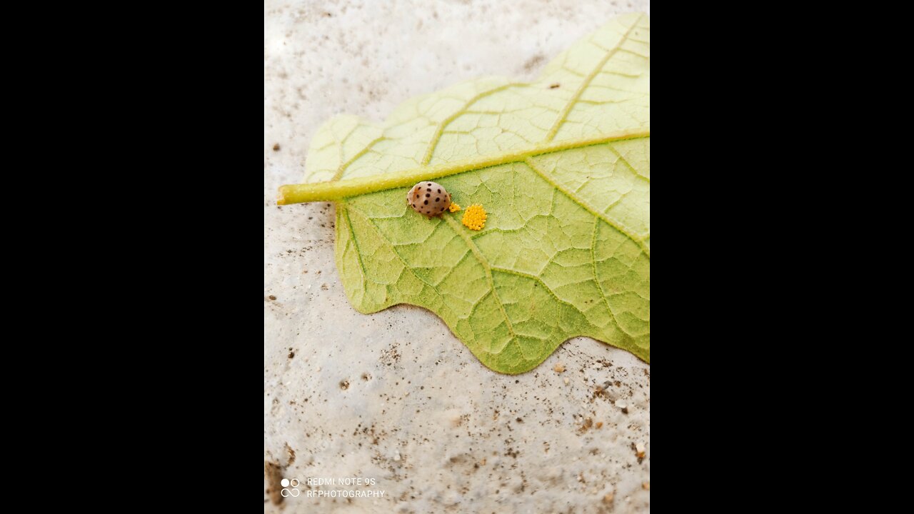 ladybug egg laying