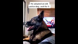 Retired K9 Sniffer’s Hilarious Reaction to Word ‘Cocaine'