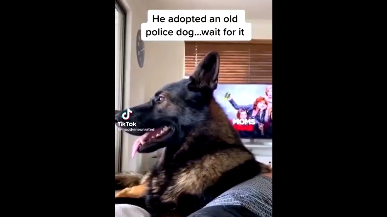 Retired K9 Sniffer’s Hilarious Reaction to Word ‘Cocaine'