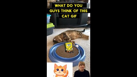 Cute Cat Gif