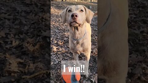 Who's da best retriever? #retrieveroftheday #chesapeakebayretriever #lifewithdogs