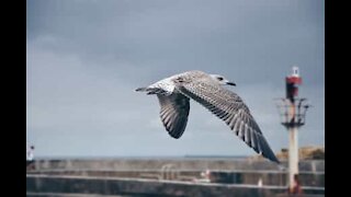 Gaivota continua a voar após chocar contra dois veículos