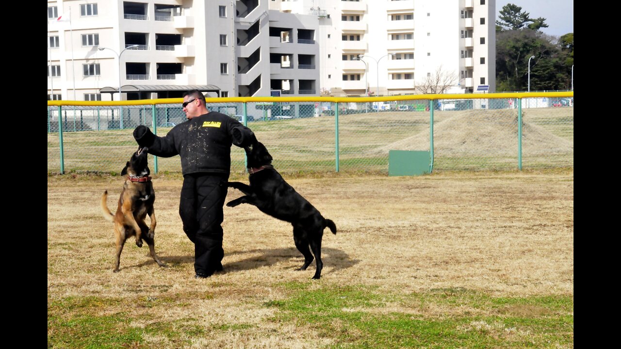 How you can defend yourself against a dog? Learn self defense to avoid dog attack