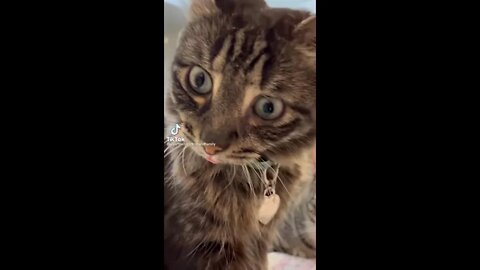 Funniest Cat Ever - Try Not to Laugh - Best of Tiktok 2022 #4