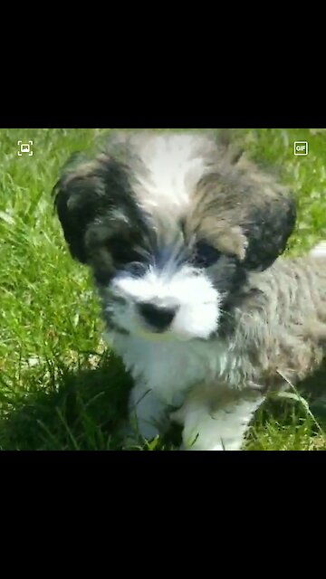 Cutest little puppy running through the grass
