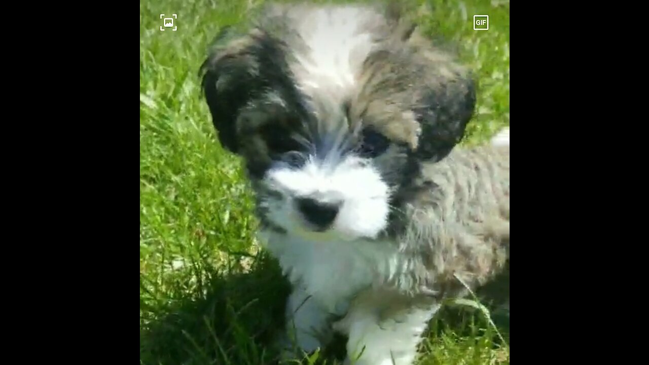 Cutest little puppy running through the grass