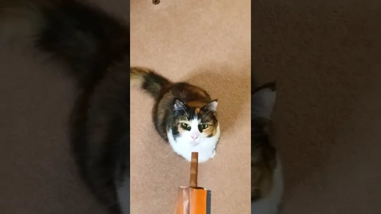 Cat and Treat