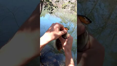 Bluegill Fishing with Crankbaits