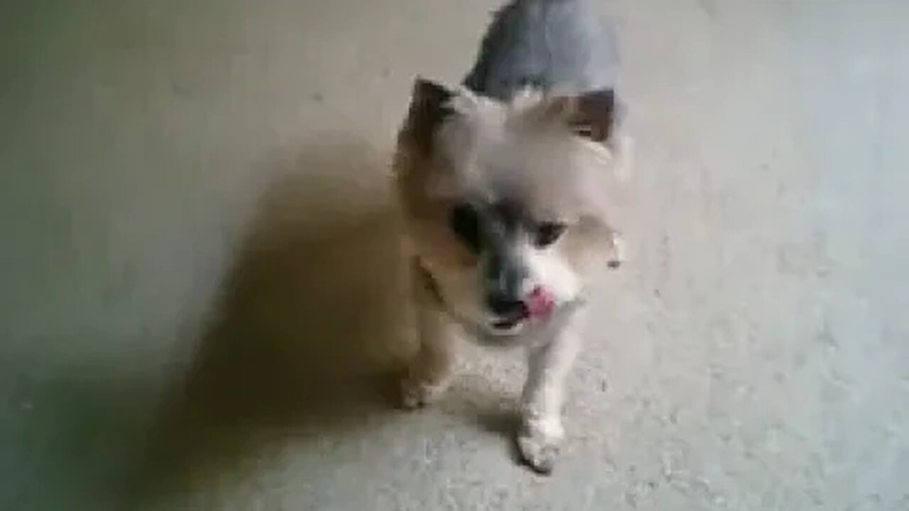 Gizmo turns 15 Sept '09 7 years EarthPulse™ high amplitude Recover Mode