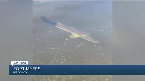 FWC shuts off local snook harvest until the Spring