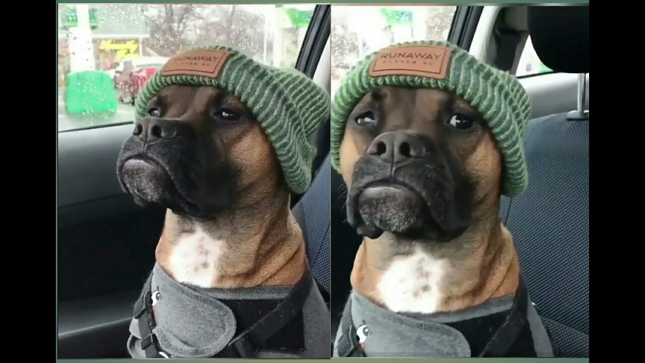 dog wearing a hood