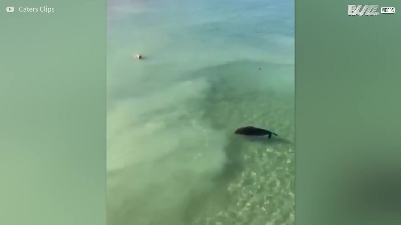 La foca rifiuta l'amicizia di un cane