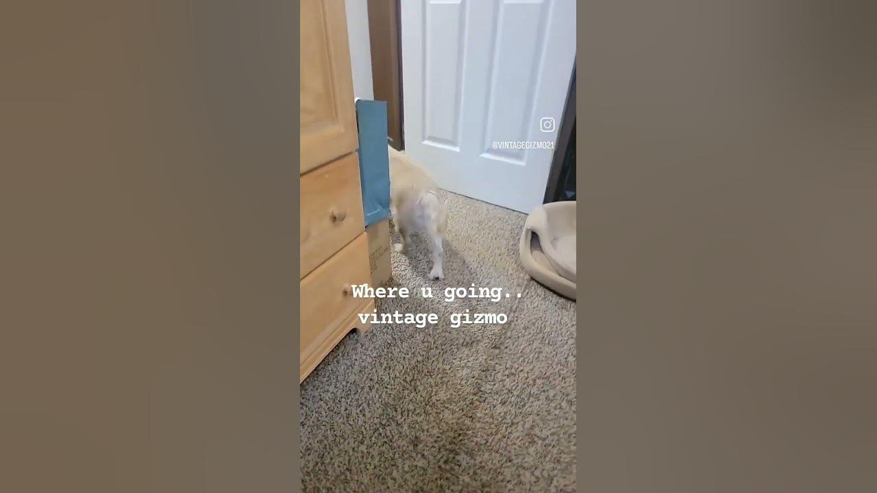 gizmo took a snack