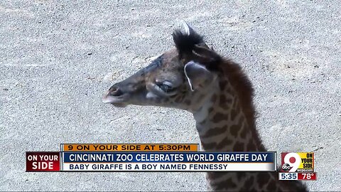 The Cincinnati Zoo and Botanical Garden announced its four-day-old giraffe is a boy