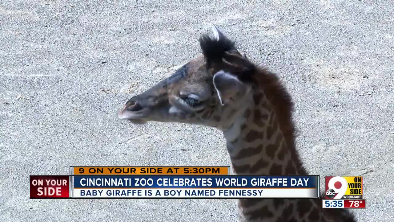 The Cincinnati Zoo and Botanical Garden announced its four-day-old giraffe is a boy