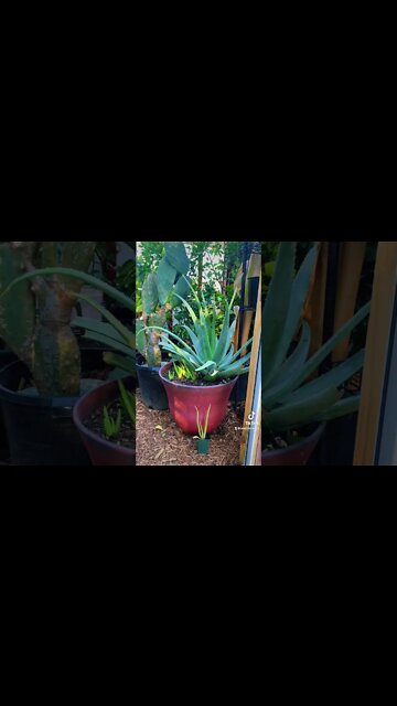 Aloe Vera Plant Care/Growing Massive Aloe Plants