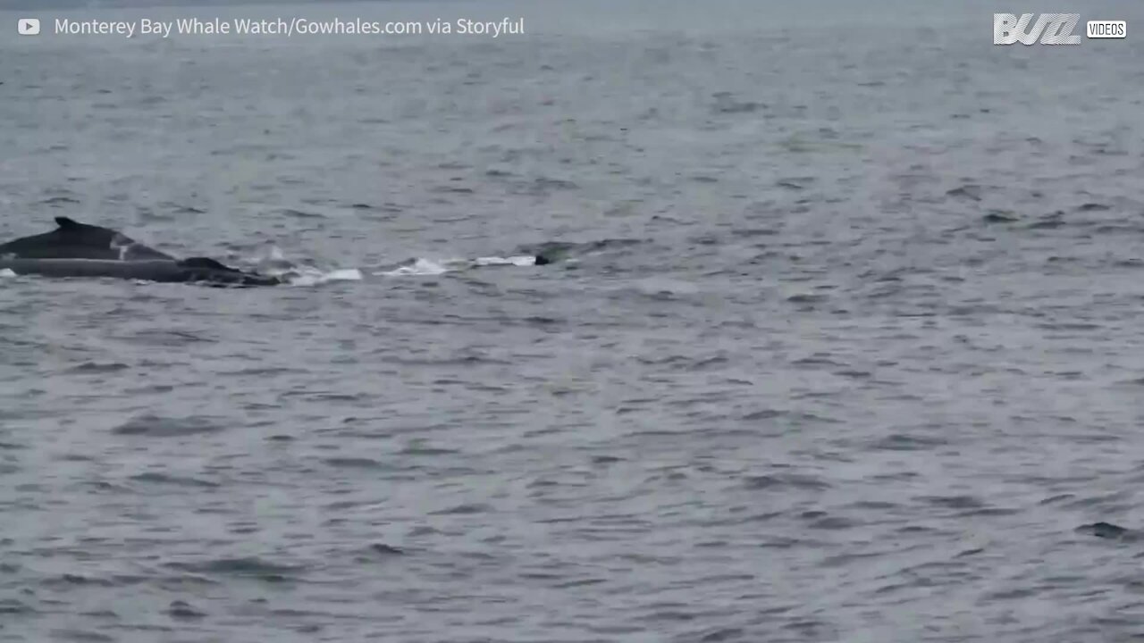 Enormi balene pescano assieme in alto mare