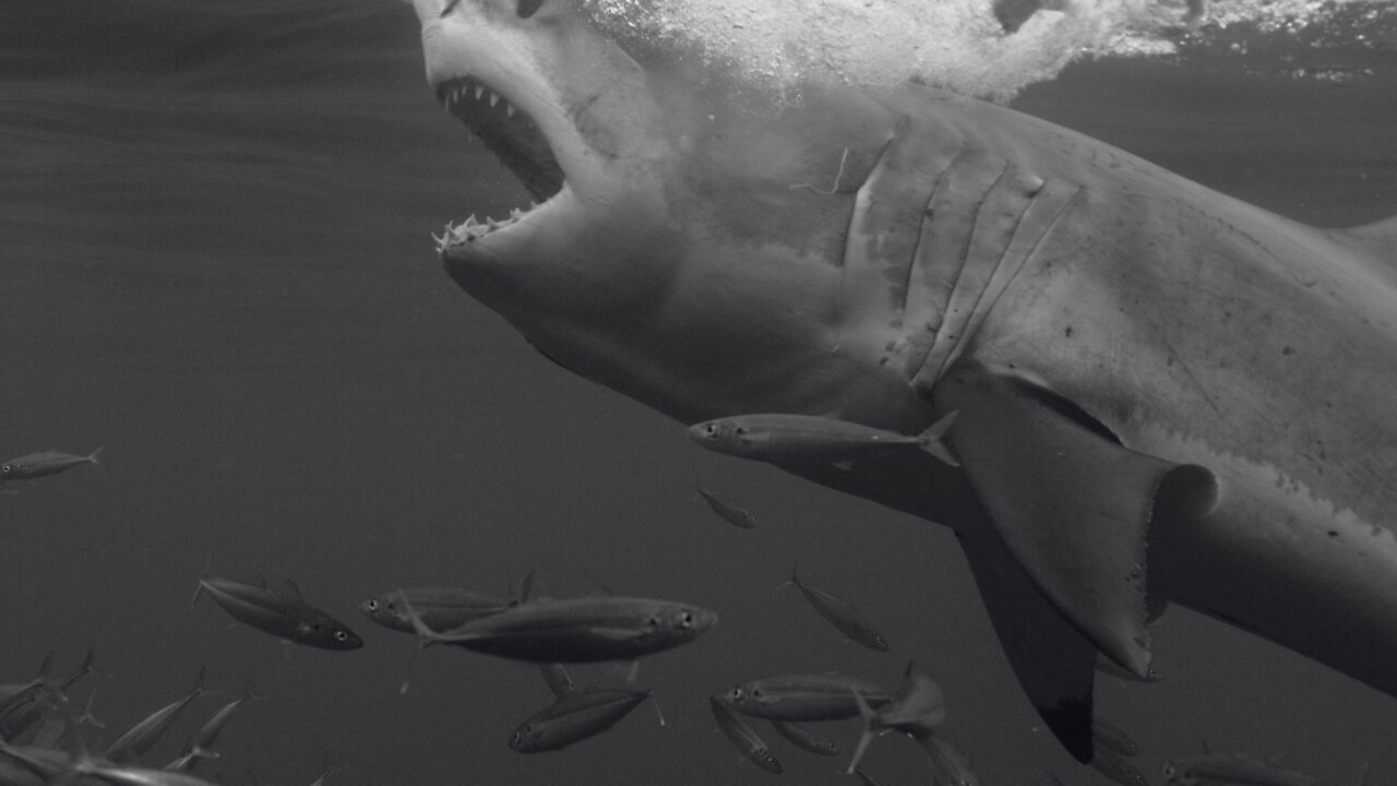 Huge Great White Shark Bites 2 Divers