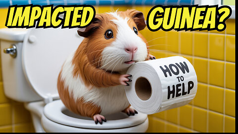 An Impacted Guinea Pig - What To Do