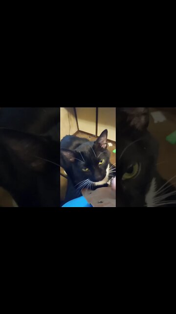 kitty is booped #shorts #shortsvideo #shortsfeed #catvideos #cat