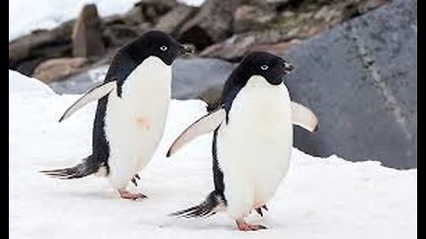 Top 10 Most Funny Penguin Videos EVER