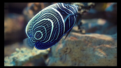 This is a wonderful fish and lovely