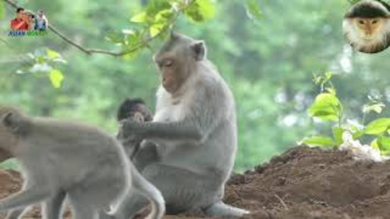 Monkey getting milk from mon