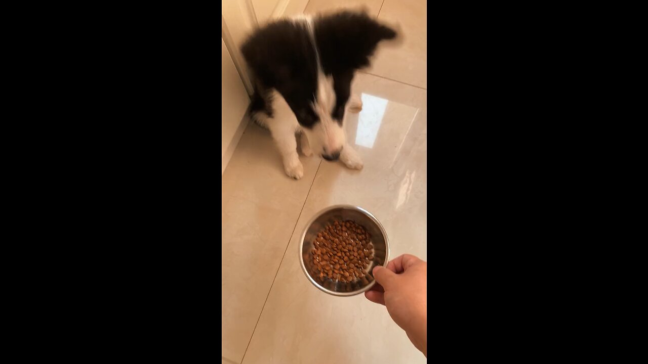 puppy eating dog food