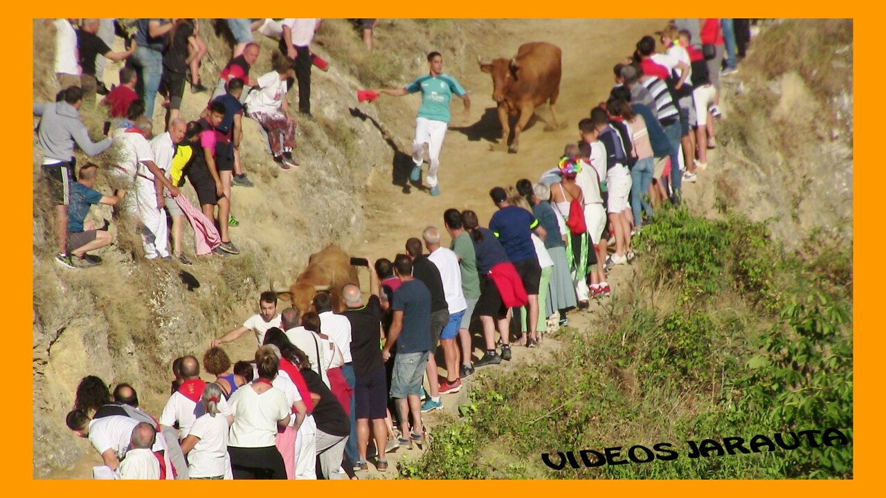 FALCES ( NAVARRA ) 7º ENCIERRILLO Y ENCIERRO DEL PILON ( SABADO 20 AGOSTO 2022 ) MERINO