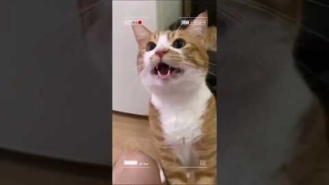 funny cute beautiful cats 🤣😱🥰