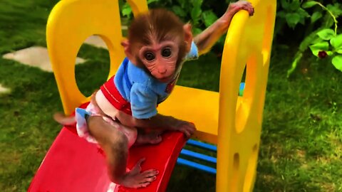 FUNNY AND CUTE ANIMALS 🐒⚽😀