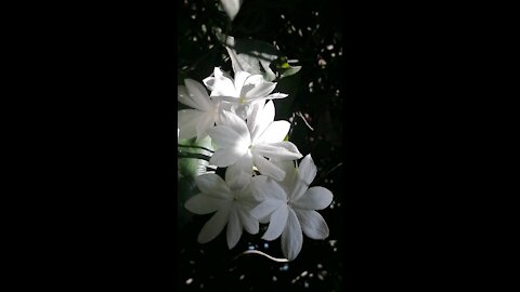 Nature Sri Lanka, Blooming flowers