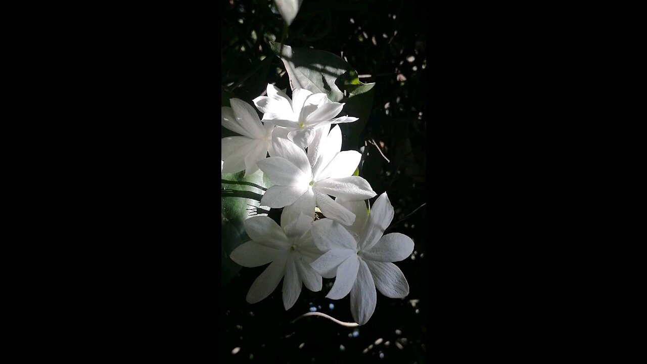 Nature Sri Lanka, Blooming flowers
