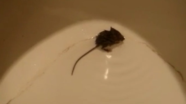 Tiny Mouse Found In A Toilet Bowl