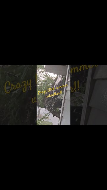 crazy Utah weather broke tree #shortsvideo #weather #socialmedia #nature #outdoors @TalkwithSally