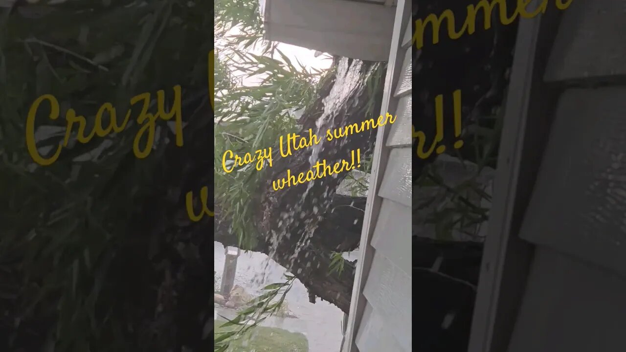 crazy Utah weather broke tree #shortsvideo #weather #socialmedia #nature #outdoors @TalkwithSally