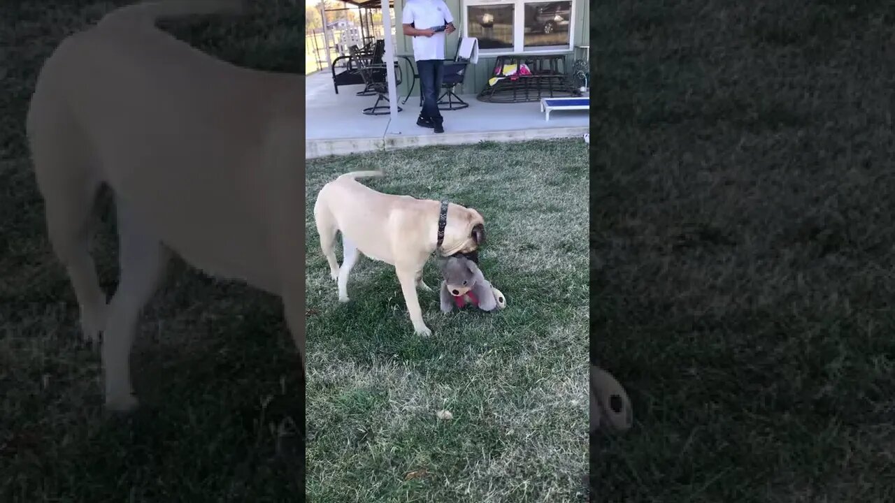 Puppies playing ! LonelyCreek kairos n happy. 13 month old !