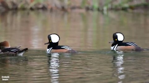 Hooded Mergansers Mating Dance
