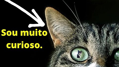 Porque os Gatos são curiosos - A curiosidade matou o gato - Gato Bartolomeu Tunico